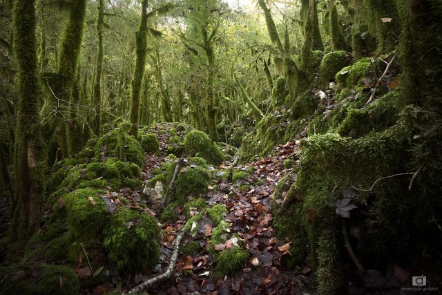 Forêt de mousse